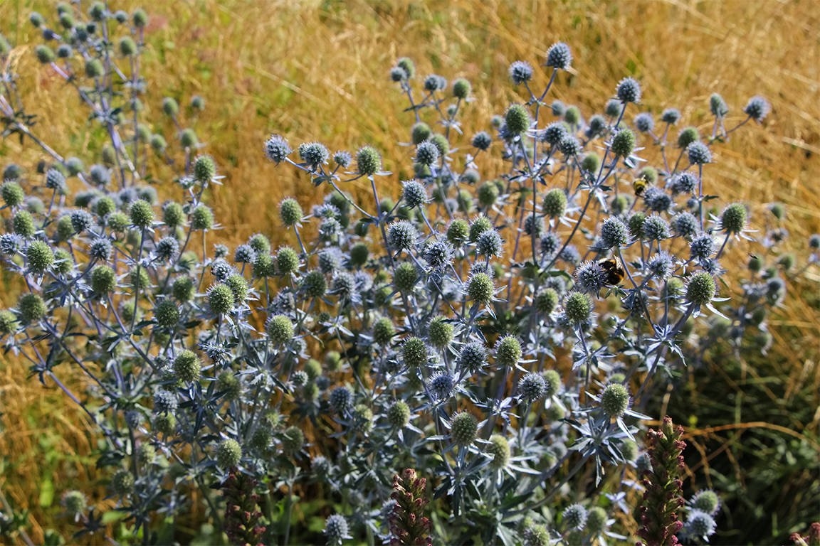 planten vm services 1